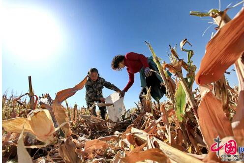 【边疆党旗红】从打工妹到十九大党代表 川妹子扎根兵团带头致富