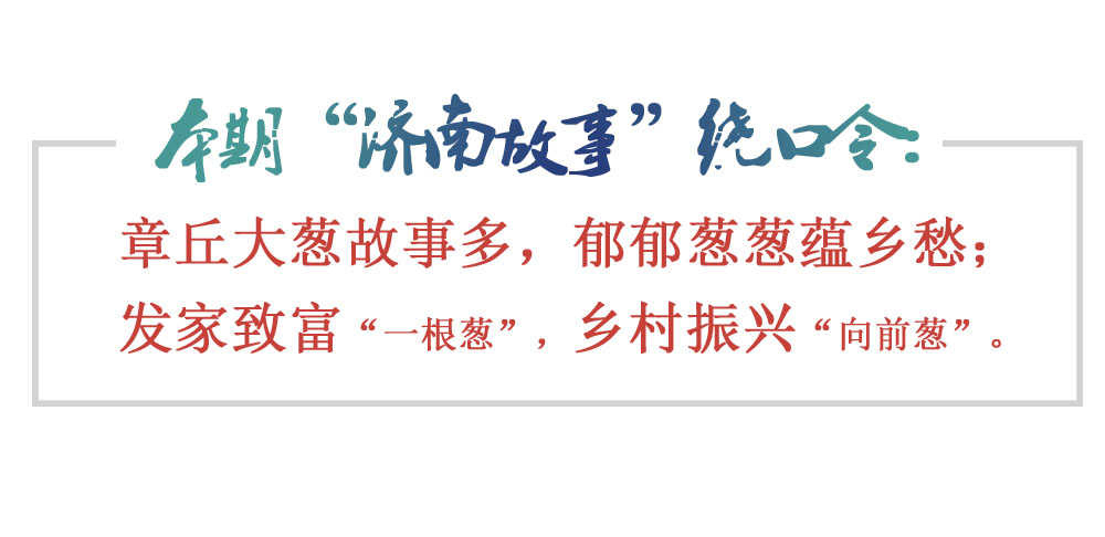 [济南故事]章丘大葱：地道葱香栽种千年