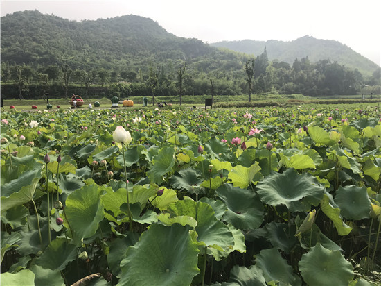 从“卖石头”到“卖风景” 安吉余村用这些照片来讲述背后的故事