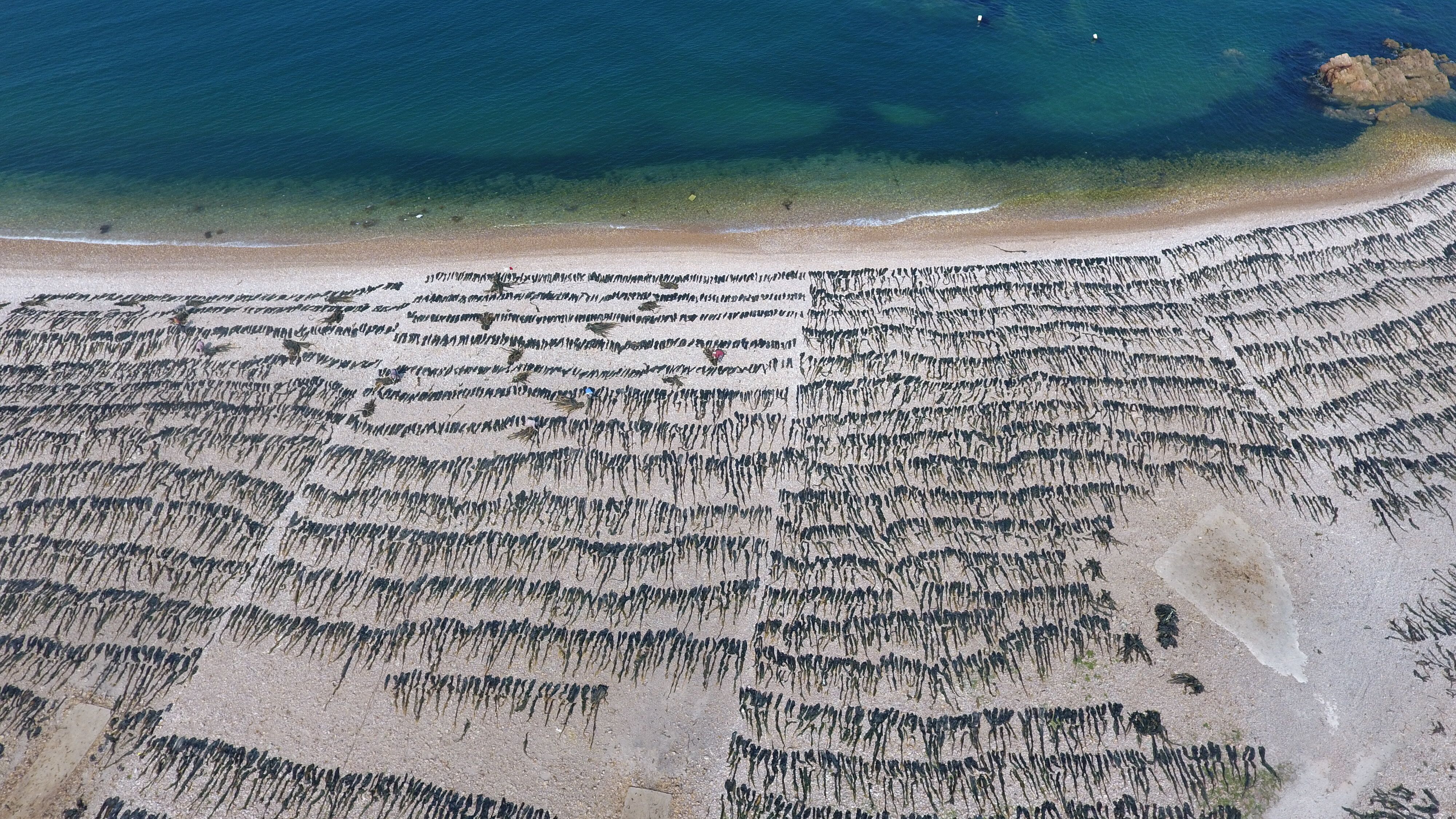 【我爱这片蓝色的国土】渤海深处探仙岛!听长岛渔民讲“海带致富经”
