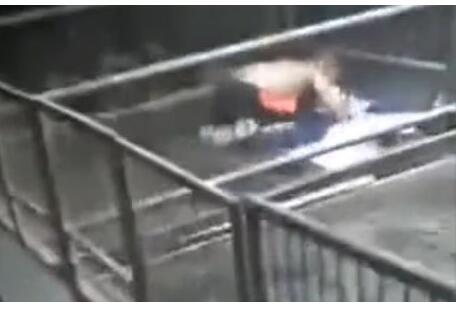 优秀！男孩猪圈写作业顺手接生了7头猪崽 5岁帮家里养猪算是老手了