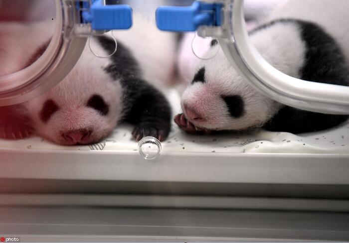 重庆两对双胞胎熊猫宝宝满月 面向全球征名