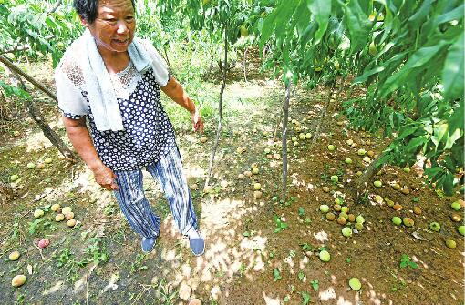 南山脆桃滞销调查：几毛一斤仍难卖 好吃的桃做错了什么？