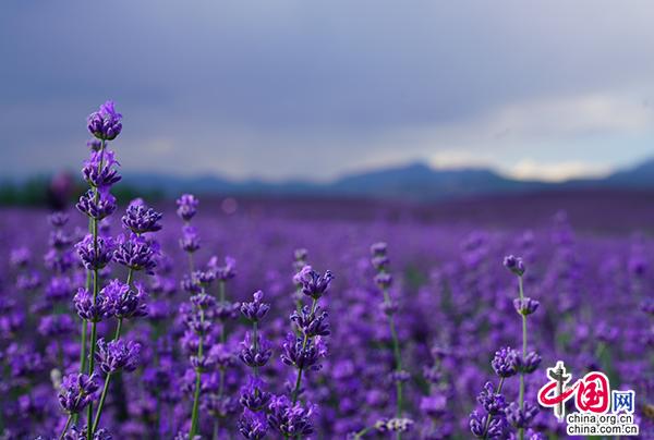 【新时代·幸福美丽新边疆】头脑灵活了，腰包鼓起了！新疆人这样走上康庄大道