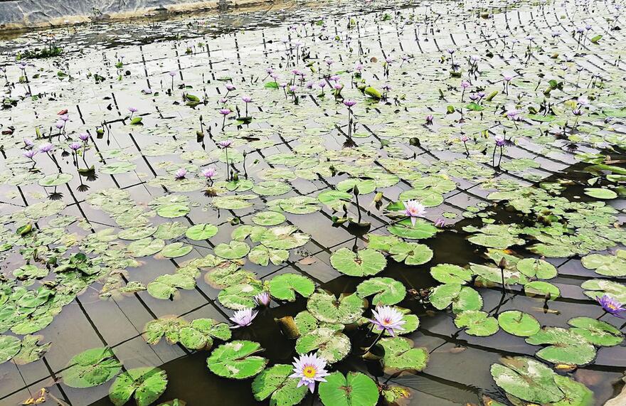 百名青年记者走基层