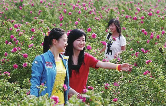 一二三产融合发展 平阴玫瑰凸显“国潮范儿”