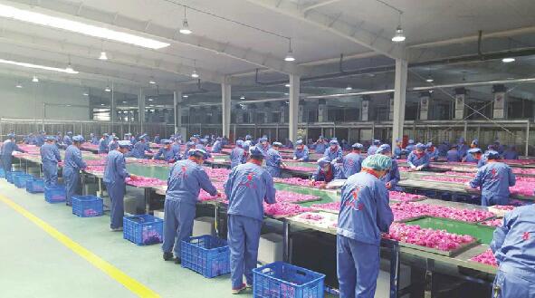 一二三产融合发展 平阴玫瑰凸显“国潮范儿”