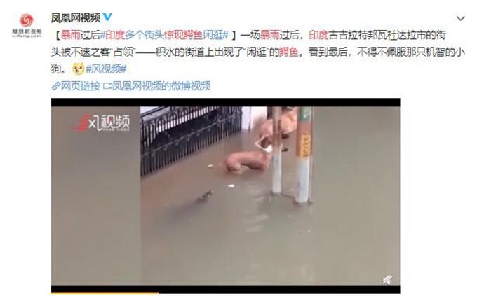 天了噜!印度暴雨惊现鳄鱼 详情始末曝光这迷一样的恐怖画风你们自行感受下