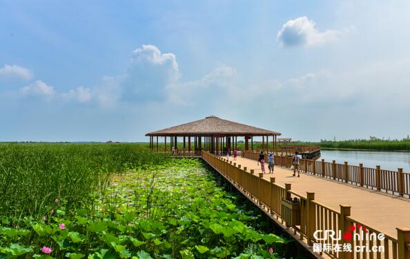 【瓣瓣同心·协同五年谱新篇】 白洋淀荷叶连天犹如画卷一般