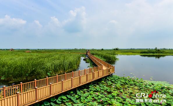 【瓣瓣同心·协同五年谱新篇】 白洋淀荷叶连天犹如画卷一般
