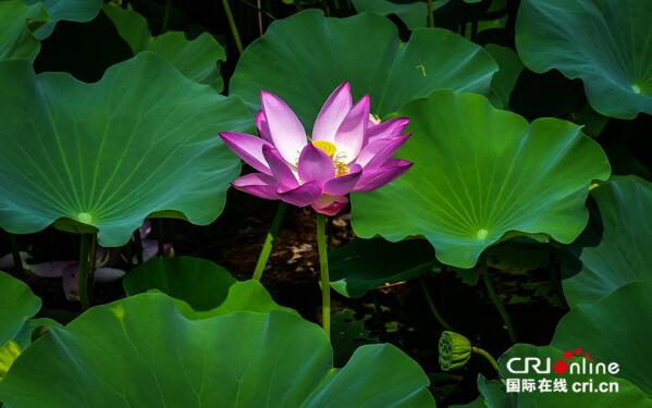 【瓣瓣同心·协同五年谱新篇】 白洋淀荷叶连天犹如画卷一般