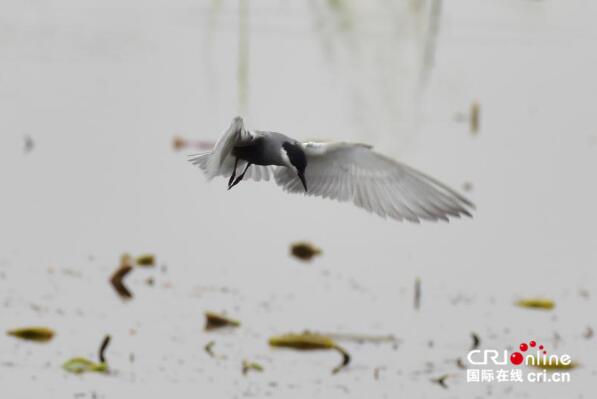 【瓣瓣同心·协同五年谱新篇】 白洋淀荷叶连天犹如画卷一般