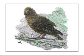 新西兰出土巨大古鹦鹉化石 2000万年前巨大古鹦鹉站上食物链顶端