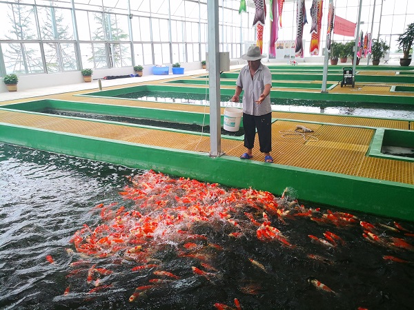 百名青年记者走基层丨一条锦鲤“游”出全域旅游图