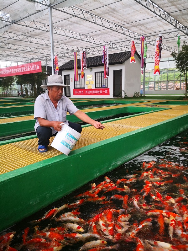 百名青年记者走基层丨一条锦鲤“游”出全域旅游图