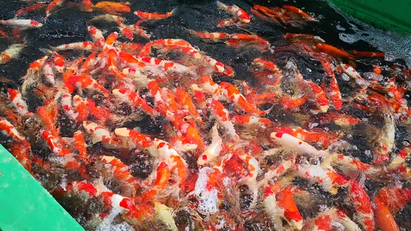 百名青年记者走基层丨一条锦鲤“游”出全域旅游图