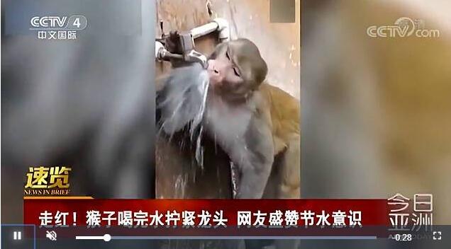 成精了？猴子喝完水拧龙头是怎么一回事？众多网友点赞