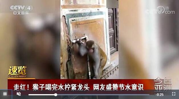 成精了？猴子喝完水拧龙头是怎么一回事？众多网友点赞