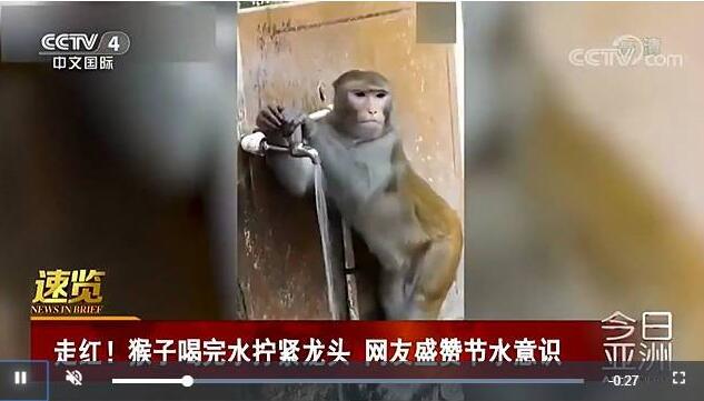 成精了？猴子喝完水拧龙头是怎么一回事？众多网友点赞