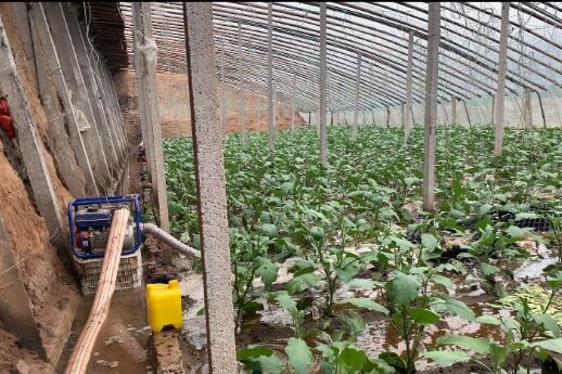 平均菜价涨一角 比去年同期低三分——“利奇马”对寿光蔬菜大棚和蔬菜价格影响甚微