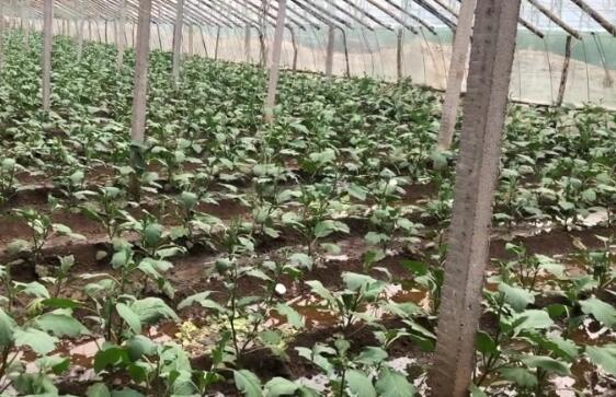 台风过境蔬菜之乡 记者寿光实地探访