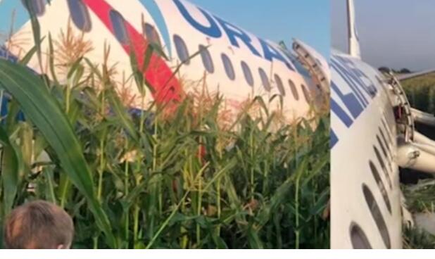 现实版愤怒的小鸟!客机遭海鸥撞击什么情况?目击者还原事件惊魂一刻