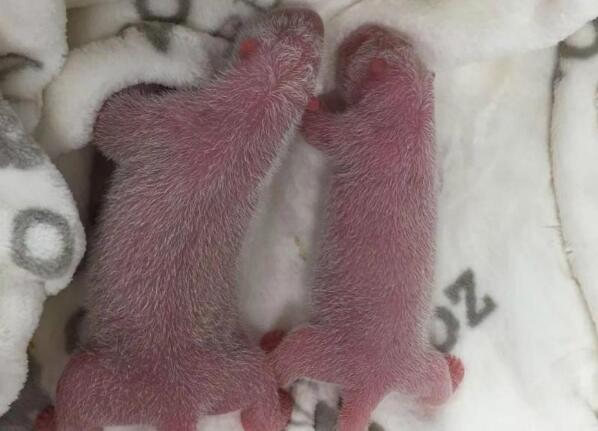 熊猫梦梦诞双胞胎 中德大熊猫国际合作硕果累累