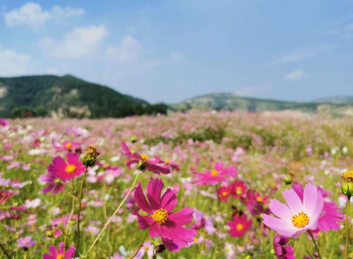 渣土山“变废为宝” 奥体文博片区多了一片波斯菊花海