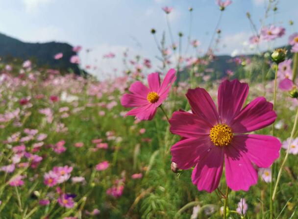 渣土山“变废为宝” 奥体文博片区多了一片波斯菊花海
