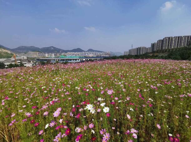 渣土山“变废为宝” 奥体文博片区多了一片波斯菊花海