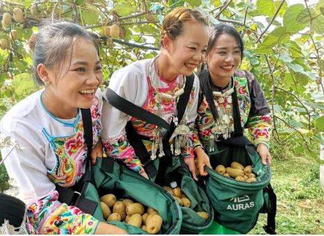 百名青年记者走基层丨汇聚爱心助力脱贫 槐荫干部群众认购十八洞猕猴桃超2万箱