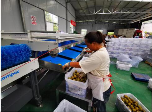 百名青年记者走基层丨汇聚爱心助力脱贫 槐荫干部群众认购十八洞猕猴桃超2万箱