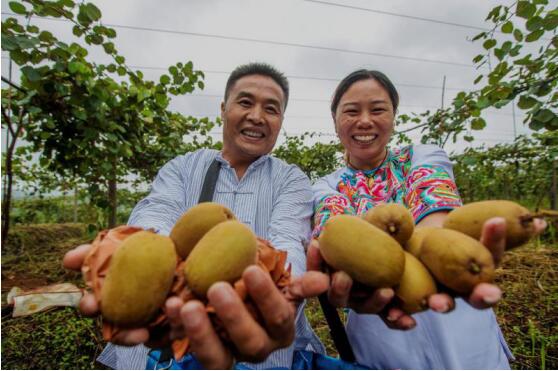 百名青年记者走基层丨汇聚爱心助力脱贫 槐荫干部群众认购十八洞猕猴桃超2万箱