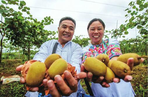 百名青年记者走基层丨槐荫认购超2万箱湘西猕猴桃