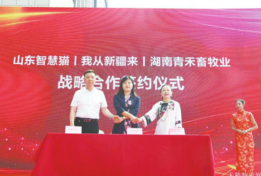 山东智慧猫公司总部落户天桥