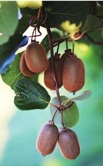 助力扶贫湘西猕猴桃认购开始啦！由济南报业联采联销基地直供 5斤一箱25元