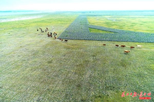 这段长江，有生态涵养区给鱼“让路”