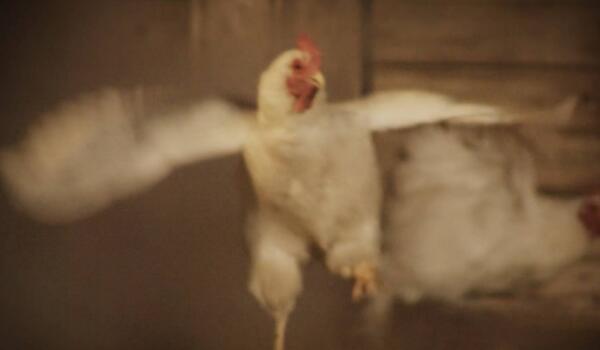 “我是街上最靓的仔”！85秒看一只白羽肉鸡的自白