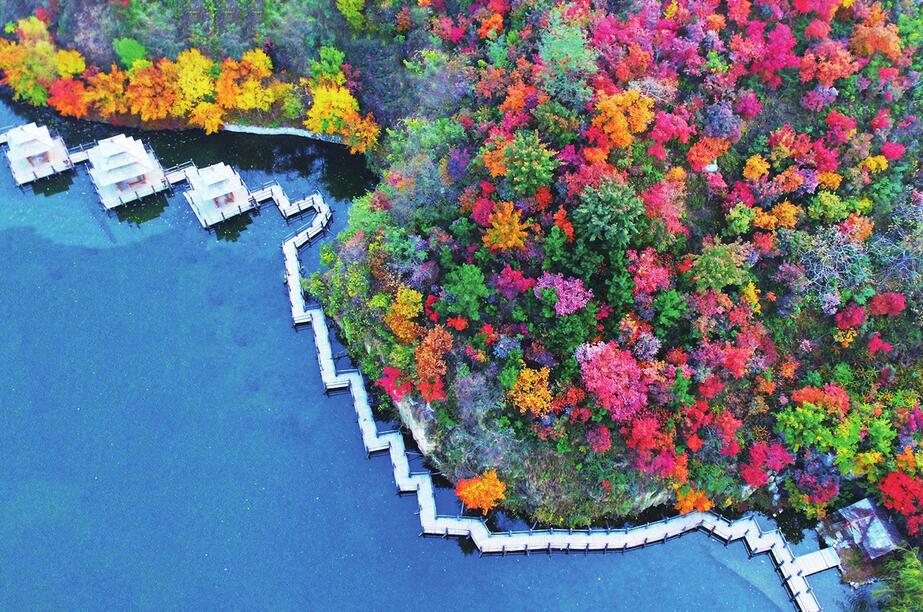 山林尽染红似火 小屋深秋情最浓 九如山第五届红枫节拉开帷幕