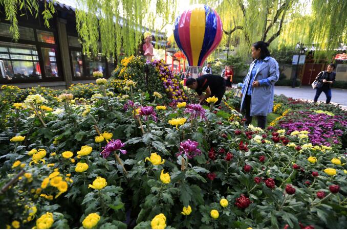 万菊缤纷耀趵突