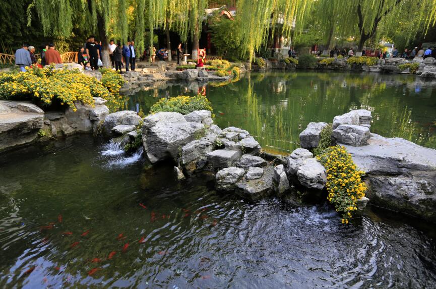 万菊缤纷耀趵突