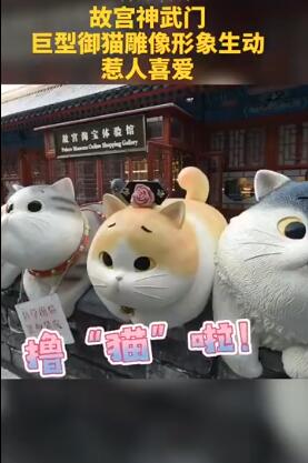 故宫现巨型御猫 话说,故宫的“猫历史”也有300年了吧?