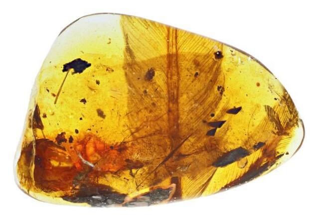 凶萌!亿年前凶猛古鸟类 从嘴尖到屁屁大概5厘米那么大