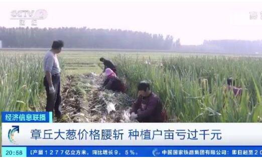 农户着急！山东大葱价格腰斩 去年收购价格每斤近一元,今年四毛钱