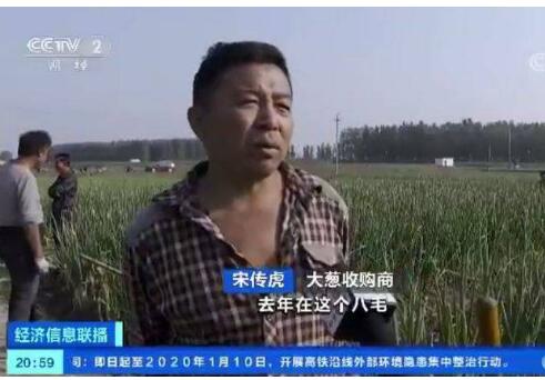 农户着急！山东大葱价格腰斩 去年收购价格每斤近一元,今年四毛钱