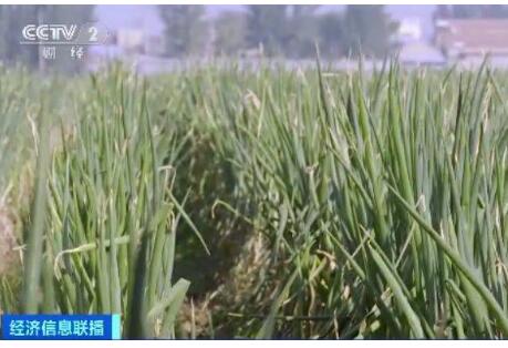 农户着急！山东大葱价格腰斩 去年收购价格每斤近一元,今年四毛钱