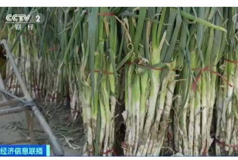农户着急！山东大葱价格腰斩 去年收购价格每斤近一元,今年四毛钱