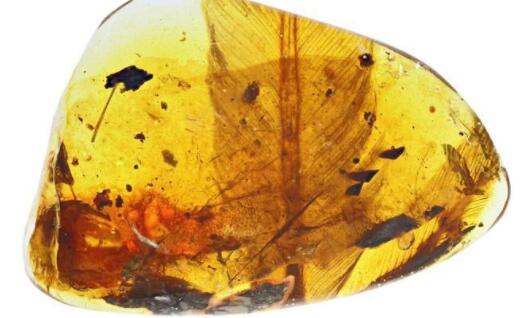 亿年前凶猛古鸟类长什么样?标本产地缅语为“魔鬼居住的地方”