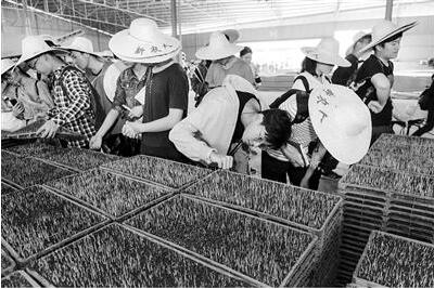 大学生种水稻上热搜 但新农科不止种田这么简单