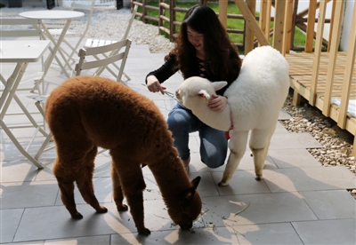 撸羊驼、撸刺猬…宠咖各出奇招 新奇消退之后呢?